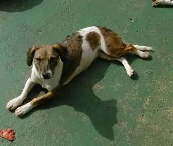 Cachorro ra a SRD idade 2 anos nome Rosinha