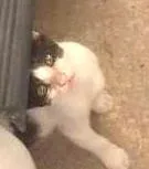 Gato ra a vira-lata idade 7 a 11 meses nome Sabidinha
