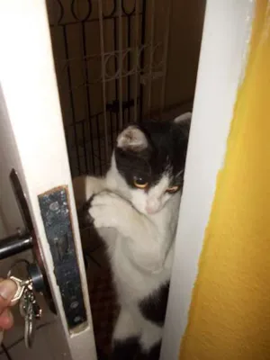 Gato raça vira-lata idade 7 a 11 meses nome Sabidinha