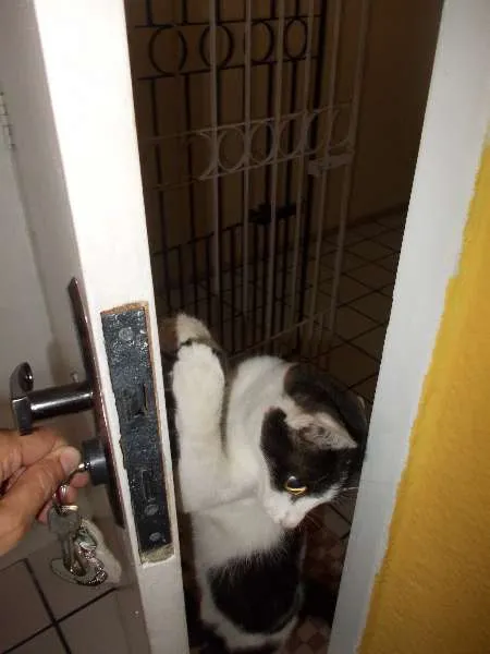 Gato ra a vira-lata idade 7 a 11 meses nome Sabidinha