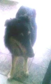 Cachorro ra a Pastor/Lessie idade  nome Luck