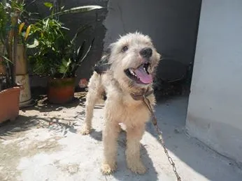 Cachorro ra a SRD idade 2 anos nome chamamos de "XUÃO"