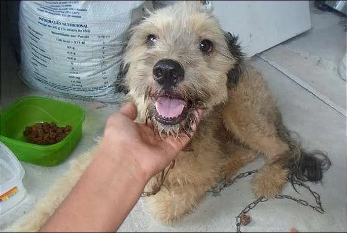 Cachorro ra a SRD idade 2 anos nome chamamos de "XUÃO"
