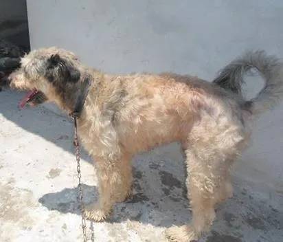 Cachorro ra a SRD idade 2 anos nome chamamos de "XUÃO"