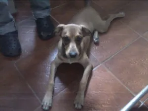 Cachorro raça SRD idade 7 a 11 meses nome JUREMA