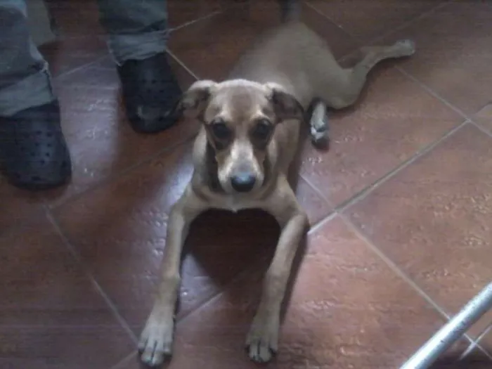 Cachorro ra a SRD idade 7 a 11 meses nome JUREMA
