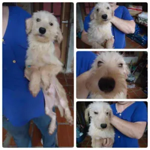 Cachorro raça SRD idade 7 a 11 meses nome Rudy
