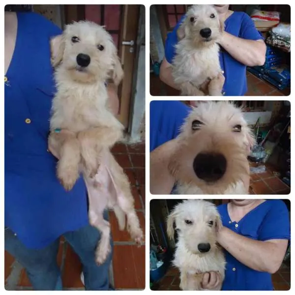 Cachorro ra a SRD idade 7 a 11 meses nome Rudy