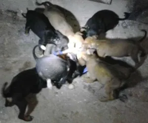 Cachorro raça vira latas idade Abaixo de 2 meses nome ainda nao tem nomes