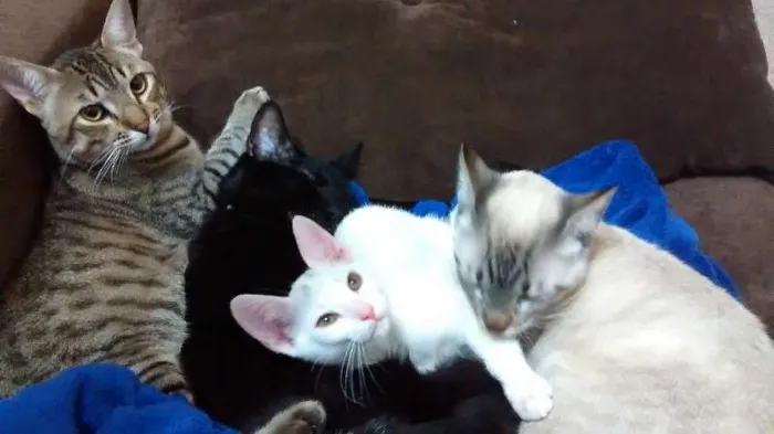 Gato ra a sem raça idade 7 a 11 meses nome Tom