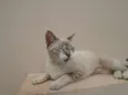 menina