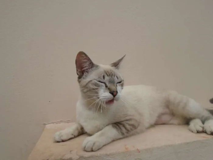 Gato ra a Siamês idade 1 ano nome menina