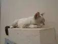 menina