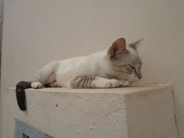 Gato ra a Siamês idade 1 ano nome menina