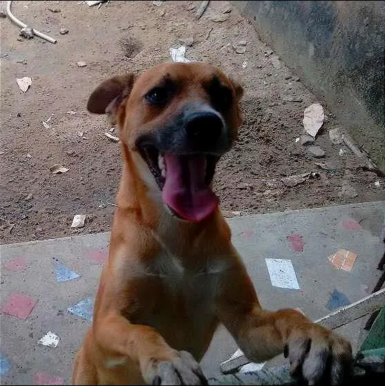 Cachorro ra a desconhecida idade 1 ano nome lupe