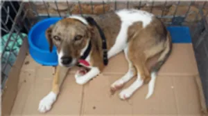 Cachorro raça SRD idade 2 anos nome Rosinha