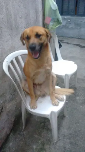 Cachorro raça Vira lata idade 2 anos nome Nick