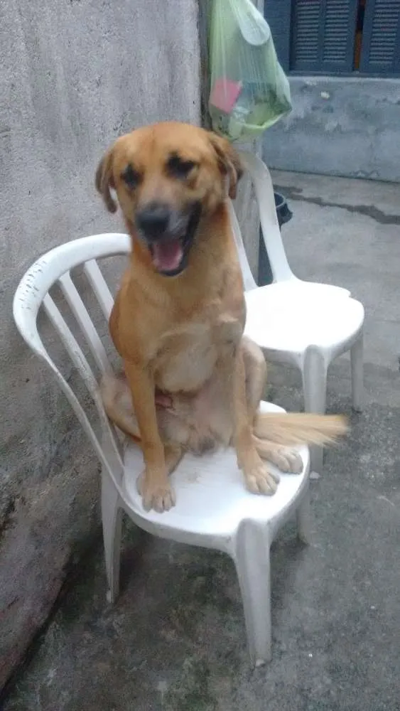 Cachorro ra a Vira lata idade 2 anos nome Nick