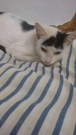 Gato raça SRD idade Abaixo de 2 meses nome [sem nome]