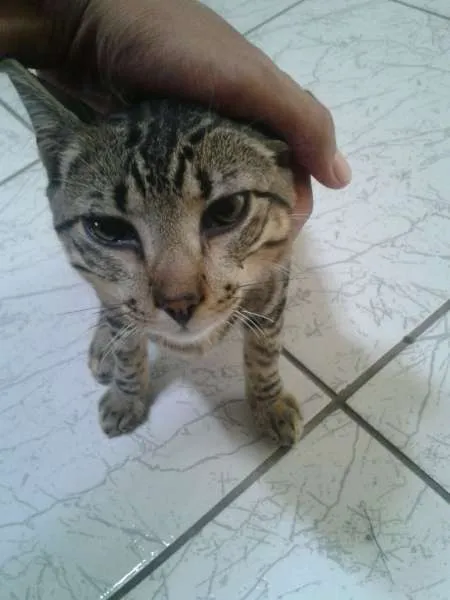 Gato ra a SRD idade 7 a 11 meses nome Sem Nome