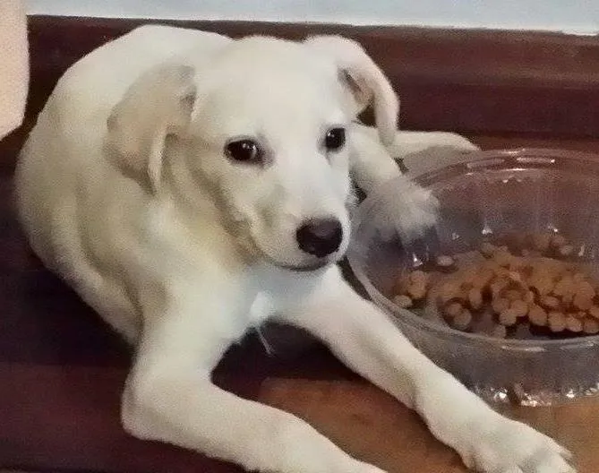 Cachorro ra a srd idade 2 a 6 meses nome Jimmy