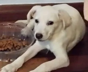 Cachorro raça srd idade 2 a 6 meses nome Jimmy