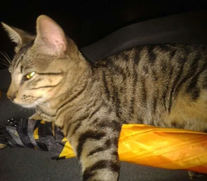 Gato ra a SRD idade 7 a 11 meses nome Sem Nome