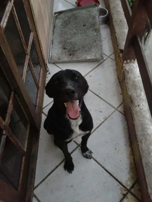 Cachorro raça  Srd idade 1 ano nome billy