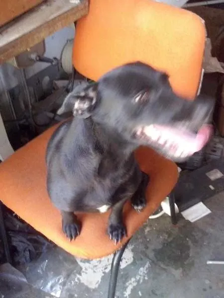 Cachorro ra a SRD idade 5 anos nome Nefer