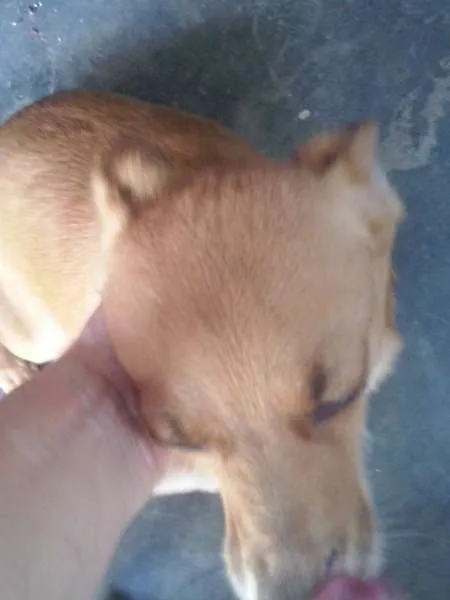Cachorro ra a SRD idade 4 anos nome Luciana