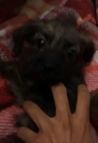 Cachorro ra a Mestiço idade 2 a 6 meses nome sem nome