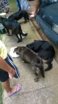 abandonados