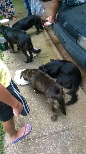 Cachorro ra a SRD idade 2 anos nome abandonados