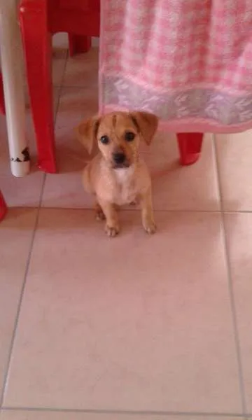 Cachorro ra a SRD idade 2 a 6 meses nome Maggie