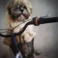 Pumba