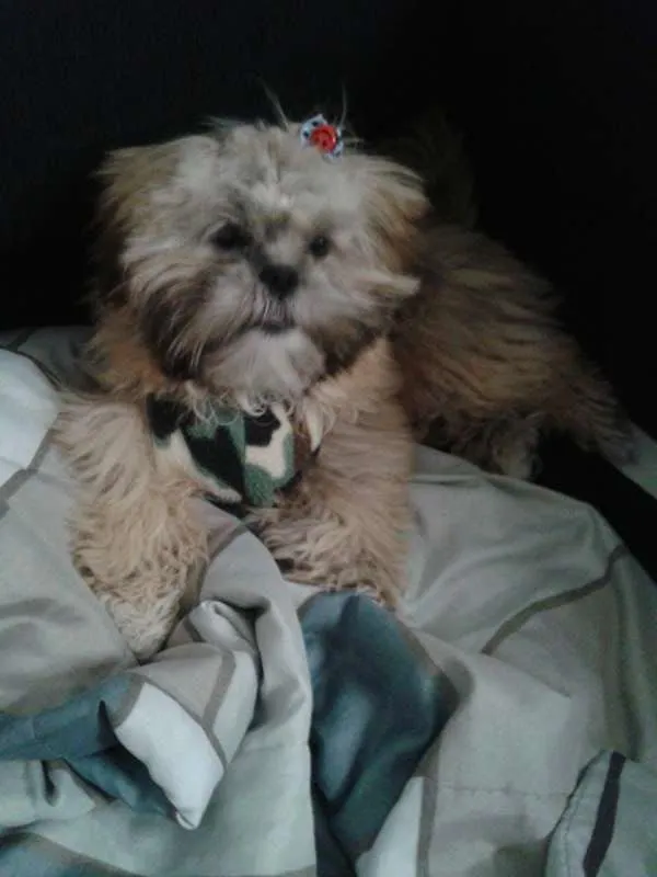 Cachorro ra a Lhasa Apso idade 7 a 11 meses nome Pumba