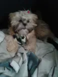 Pumba