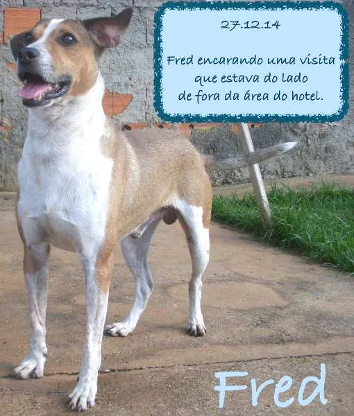 Cachorro ra a SRD idade 3 anos nome Fred