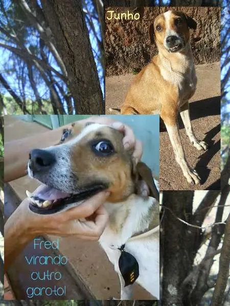 Cachorro ra a SRD idade 3 anos nome Fred