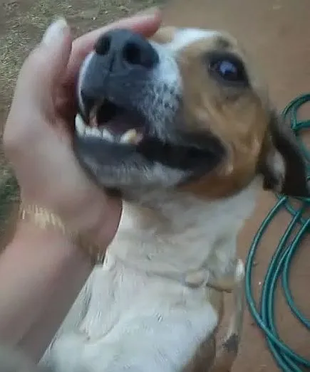 Cachorro ra a SRD idade 3 anos nome Fred