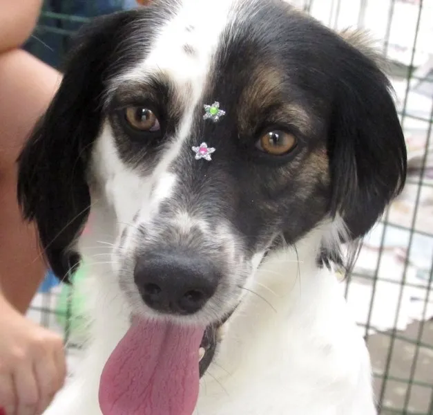 Cachorro raça  idade 4 anos nome SCARLETT