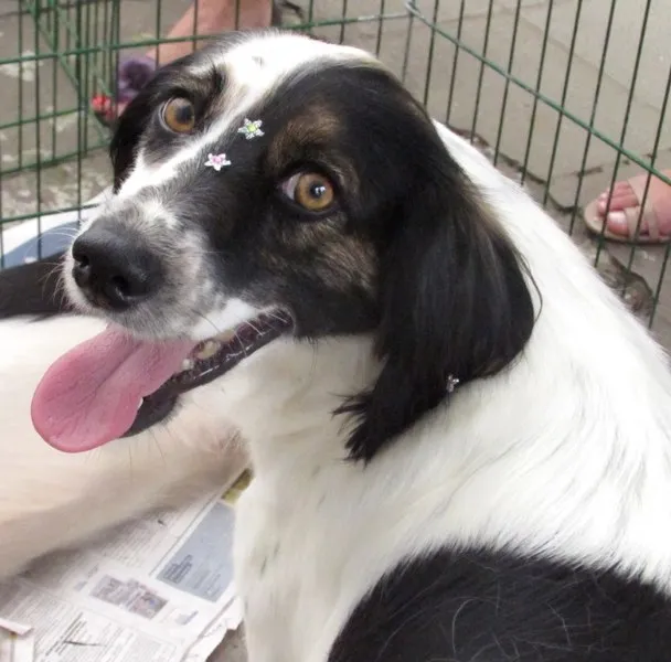 Cachorro raça  idade 4 anos nome SCARLETT