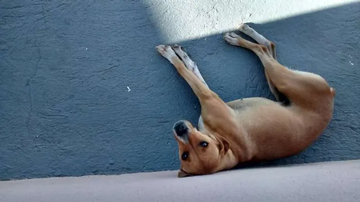 Cachorro ra a mestiço boxer idade 3 anos nome Nina