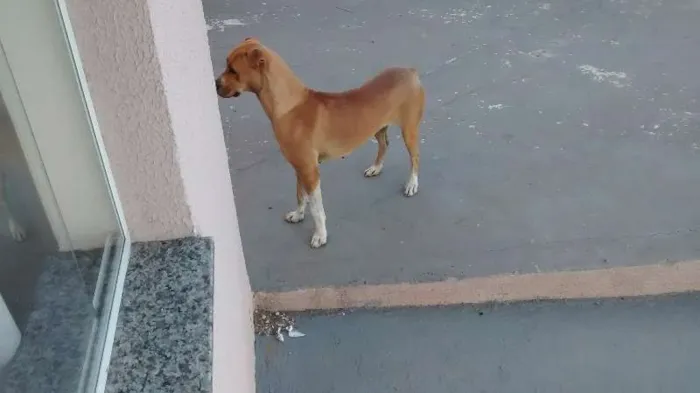 Cachorro ra a mestiço boxer idade 3 anos nome Nina