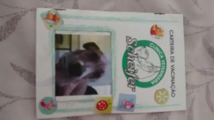 Cachorro ra a mestiço boxer idade 3 anos nome Nina