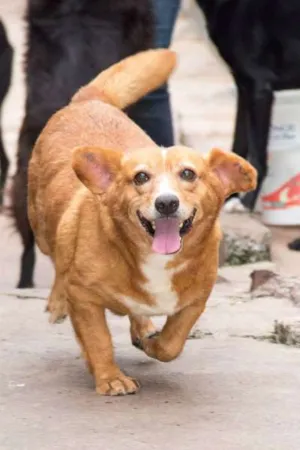 Cachorro raça SRD idade 6 ou mais anos nome Gervásio