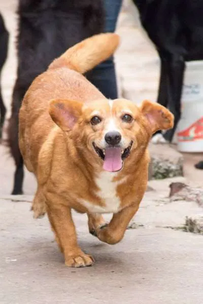 Cachorro ra a SRD idade 6 ou mais anos nome Gervásio