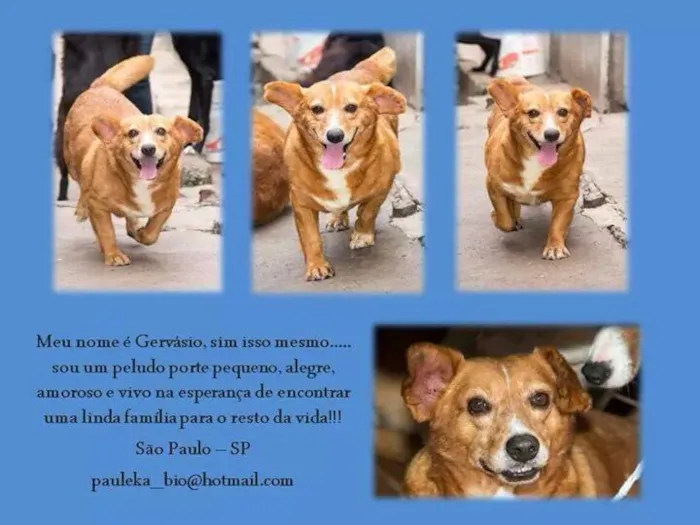 Cachorro ra a SRD idade 6 ou mais anos nome Gervásio