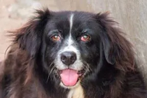 Cachorro raça SRD idade 6 ou mais anos nome URSA