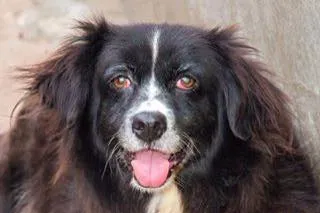 Cachorro ra a SRD idade 6 ou mais anos nome URSA